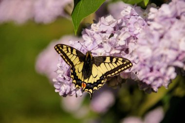 Doğu tiger swallowtail Kelebek Bahçe leylak leylak ağacının Mor çiçekli bahar. Seçici kelebek göz alan üzerinde duruluyor. Bahar mevsimi, İlkbahar, arka plan ve duvar kağıdı.