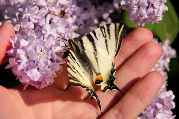 Eastern Tiger Swallowtail Butterfly Spring Garden Purple Flowers Syringa Lilac — Stock Photo, Image