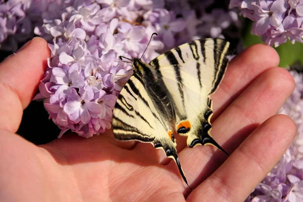 Východní Tiger Otakárek Butterfly Jaře Zahradě Lila Květy Stromu Šeřík — Stock fotografie