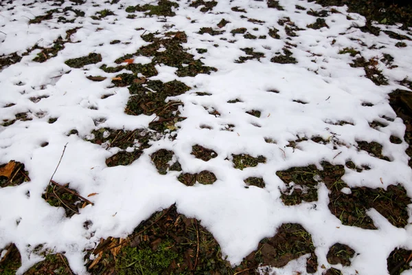 Woodland and forest ground covered with layer of snow. close up. Part of winter snow in field. White snow background. Snow on grass texture. Thawed patch, melting snow. Green growing grass in snow.