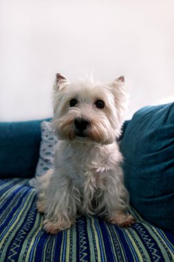 Köpek fotoğraf çekimi evde. Yalan ve evinde yatak ve mavi battaniye kanepede oturan batı dağlık beyaz korkunç köpek evde beslenen hayvan portresi. Colin Westie Terrier köpek kamera önünde poz çok yakışıklı.