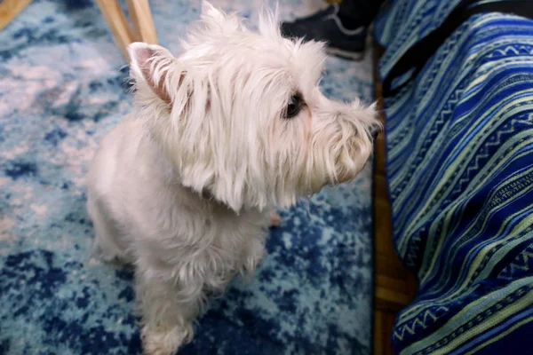 Servizio fotografico cane a casa. Pet ritratto di West Highland White Terrier cane godendo e riposando sul pavimento e tappeto blu a casa. Colin Westie Terrier un cane molto bello in posa davanti alla telecamera . — Foto Stock