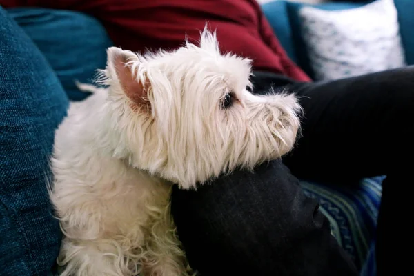 West Highland White Terrier dog enjoys company of his owner sitting on couch together and petting lovely dogs. Owner having fun with his pet concept. Pet owner with dog at home, laying on legs of man.