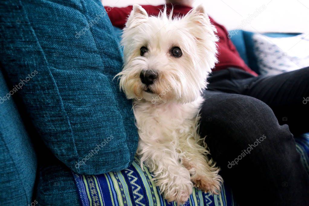 Portrait of West Highland White Terrier dog in addition to his owner on bed, couch and sofa is posing for photo shoot, close up. Colin Westie Terrier breed, posing in front of camera. Carefree pet.