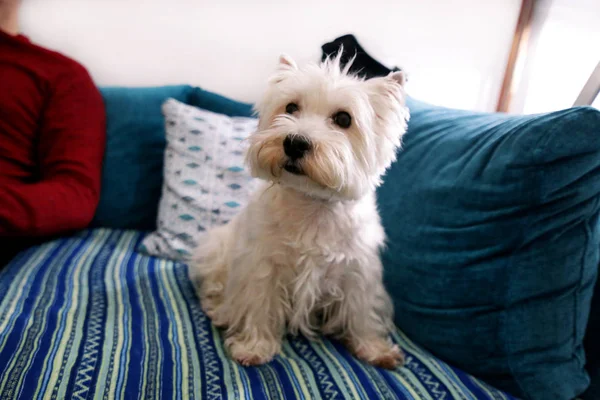 Köpek fotoğraf çekimi evde. Yalan ve evinde yatak ve mavi battaniye kanepede oturan batı dağlık beyaz korkunç köpek evde beslenen hayvan portresi. Colin Westie Terrier köpek kamera önünde poz çok yakışıklı.