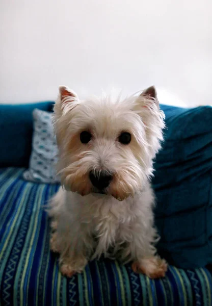 Pies w domu sesji zdjęciowej. Pies portret psów West Highland White Terrier, kłamstwa i siedzi na łóżku i niebieski koc kanapie w domu. Colin Westie Terier bardzo dobry patrząc, pies pozowanie przed kamerą. — Zdjęcie stockowe