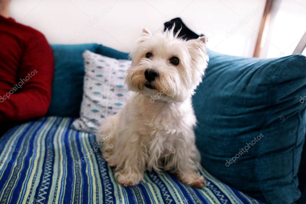 Dog photo shoot at home. Pet portrait of West Highland White Terrier dog lying and sitting on bed and blue blanket couch at house. Colin Westie Terrier very good looking dog posing in front of camera.