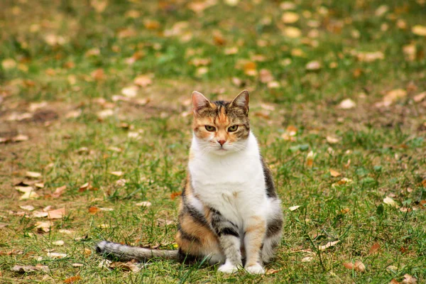 Portrét rozkošné domácí kočka v zahradě, se nachází v odpoledním slunci a krásné přírodní prostředí. Na podzim, na podzim listí na trávě. Roztomilý kočka sedící v trávě a pózování před kamerou v poli. — Stock fotografie