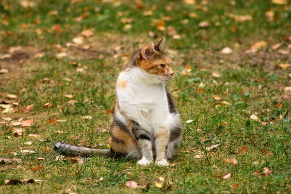 Porträtt av bedårande inhemska katt i trädgården, åtnjuter i eftermiddagssolen och naturskön miljö. Höst, höst bladen på gräs. Söt katt sitter i gräset och poserar framför kameran i fältet. — Stockfoto