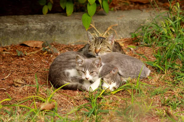 Portrét tří domácí koťátka spící na trávě na zahradě, těší v odpoledním slunci a krásné přírodní prostředí. Roztomilé a krásné kočky spánku dohromady a ležících v otevřeném prostoru. — Stock fotografie