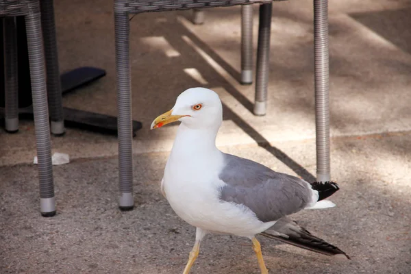 Porträtt av enda seagull. Vacker vit fågel seagull resten och poserar på street, på nära håll. Kul seagull står nära, nyfiket tittar kameran väntar några behandla, be om något att äta. — Stockfoto