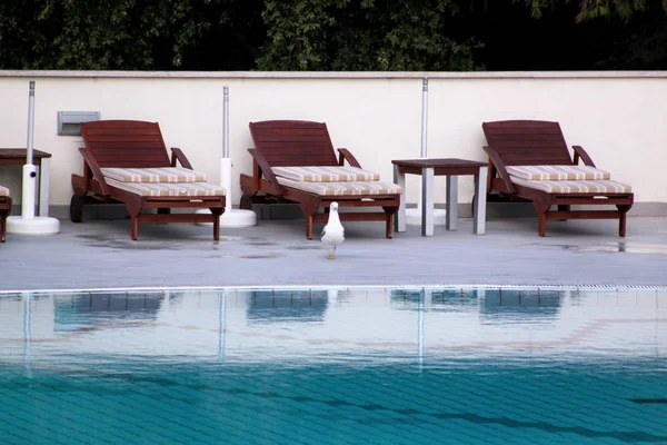 Piscine de l'hôtel de vacances de luxe, vue imprenable et scène de mouette profitant seul. Détendez-vous près de la piscine avec rampe, chaises longues, chaises longues et parasols attendant les touristes dans la station tropicale . — Photo