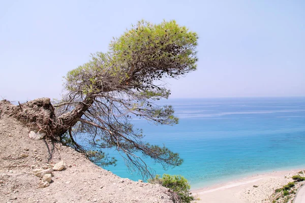 Pendente pino costiero e solitario alla spiaggia tropicale di sabbia della Grecia. Cedro sulla riva del mare. Costa del mare con bellissimo orizzonte e panorama, paesaggio naturale e paesaggi con mare e cielo azzurri . — Foto Stock