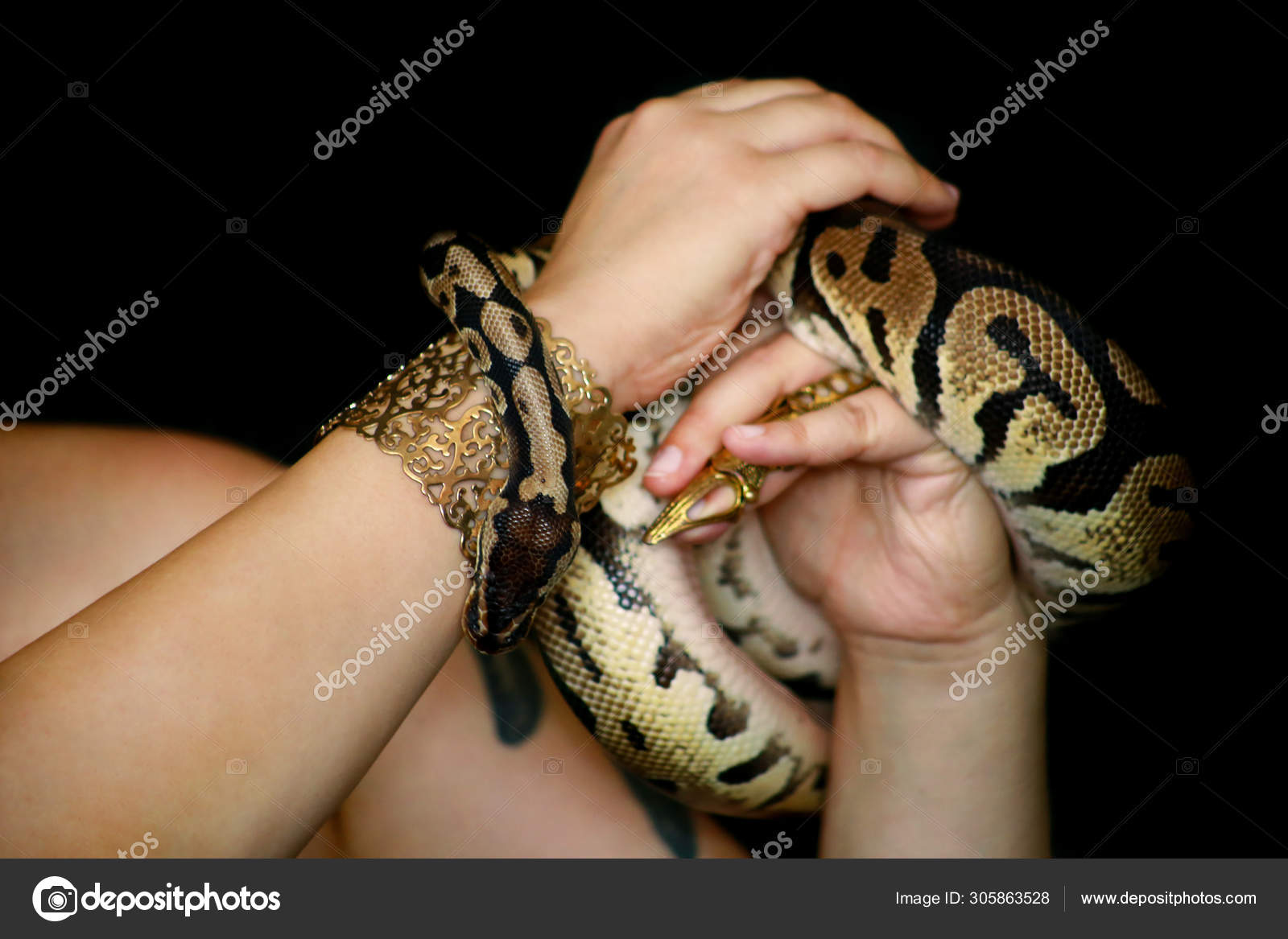 Female hands with Royal Python snake. Woman holds Ball Python snake in ...