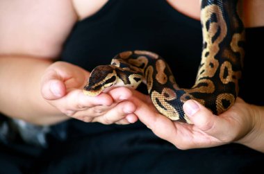 Royal Python yılanı olan kadın elleri. Kadın Ball Python yılanı elinde tutuyor. Egzotik tropikal soğuk kanlı sürüngen hayvan, Python regius yılan zehirli olmayan türler. Evde hayvan yılan kavramı.