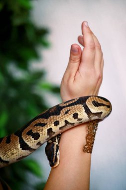Royal Python yılanı olan kadın elleri. Kadın elinde takı ile Ball Python yılan tutar. Egzotik tropikal soğuk kanlı sürüngen hayvan, Python regius yılan zehirli olmayan türler. Pet ev konsepti.