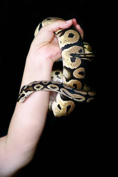 Manos femeninas con serpiente real Python. Mujer sostiene bola Python serpiente en las manos. Reptil exótico tropical de sangre fría, Python regius, especie no venenosa de serpiente. Mascota en casa concepto de serpiente . —  Fotos de Stock