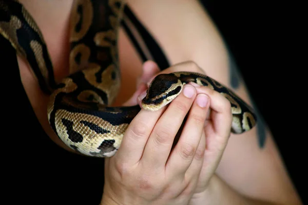 Manos femeninas con serpiente real Python. Mujer sostiene bola Python serpiente en las manos. Reptil exótico tropical de sangre fría, Python regius, especie no venenosa de serpiente. Mascota en casa concepto de serpiente . —  Fotos de Stock