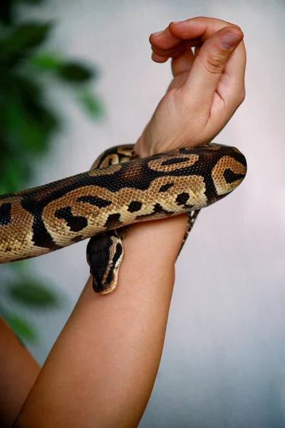 Manos femeninas con serpiente real Python. Mujer sostiene bola Python serpiente en las manos con joyas. Reptil exótico tropical de sangre fría, Python regius, especie no venenosa de serpiente. Mascotas concepto hogar . — Foto de Stock