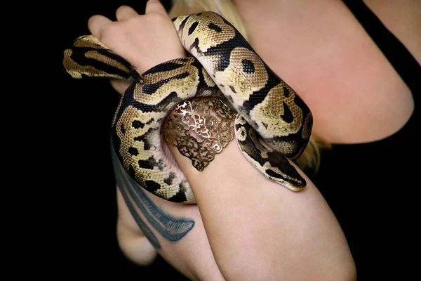 Female hands with Royal Python snake. Woman holds Ball Python snake in hands with jewelry. Exotic tropical cold blooded reptile animal, Python regius non poisonous species of snake. Pet home concept. — Stock Photo, Image