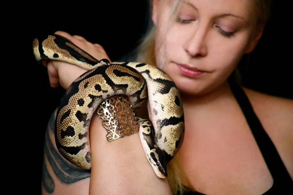 Портрет девушки с королевской змеей Пайтон. Женщина держит змею в руках с драгоценностями красоты и позирует перед камерой. Виды экзотических тропических хладнокровных рептилий Ball Python (Python regius) . — стоковое фото