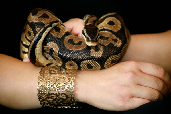 Manos femeninas con serpiente real Python. Mujer sostiene bola Python serpiente en las manos con joyas. Reptil exótico tropical de sangre fría, Python regius, especie no venenosa de serpiente. Mascotas concepto hogar . —  Fotos de Stock