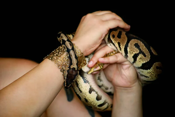Female hands with Royal Python snake. Woman holds Ball Python snake in hands with jewelry. Exotic tropical cold blooded reptile animal, Python regius non poisonous species of snake. Pet home concept. — Stock Photo, Image