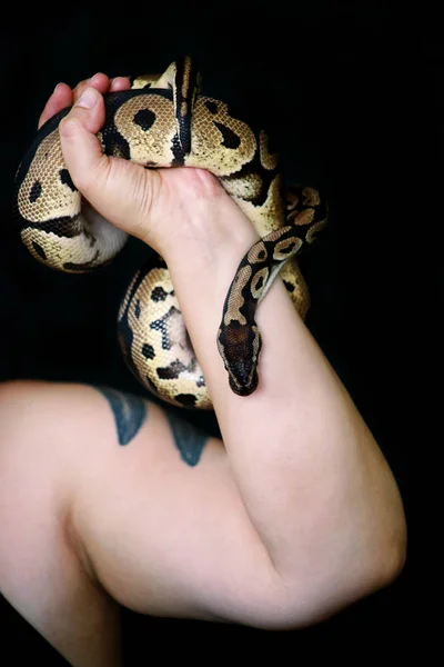 Female hands with Royal Python snake. Woman holds Ball Python snake in hands. Exotic tropical cold blooded reptile animal, Python regius non poisonous species of snake. Pet at home snake concept. Royalty Free Stock Photos