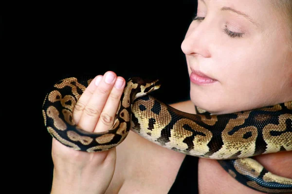 Портрет девушки с королевской змеей Пайтон. Женщина держит змею Болл Пайтон вокруг шеи и в руках, позируя перед камерой. Экзотические тропические хладнокровные рептилии, змеи Python regius . Лицензионные Стоковые Фото