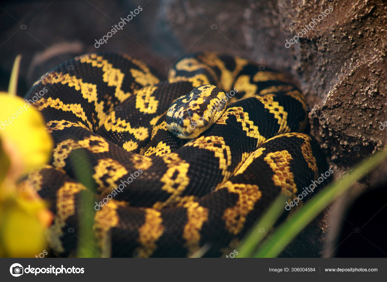 Jungle carpet python snake in good equipped terrarium. Morelia spilota