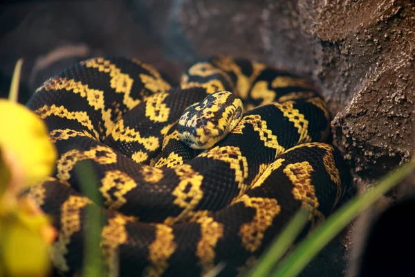 Jungle carpet python snake in good equipped terrarium. Morelia spilota non poisonous species of snake enjoys warmth of his glass terrarium. Exotic tropical cold blooded reptile animal. Pet concept.