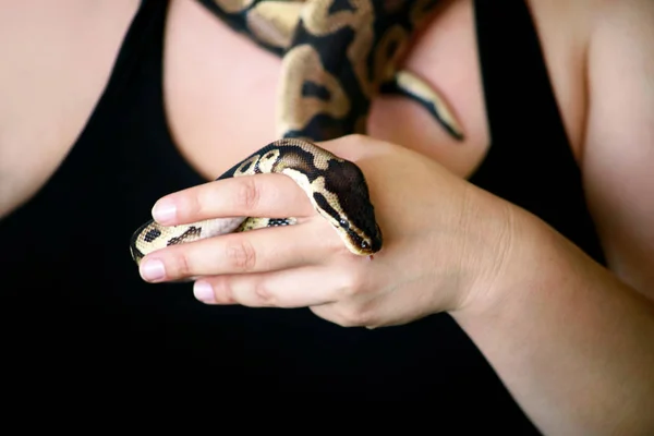 Ženská ruka s tím hadí krajtou. Žena drží míč Python v ruce. Exotický tropický chladnokrevný živočich, Python regius nejedovatý druh hada. Zvířecí představa domácího hada. — Stock fotografie