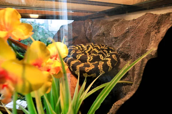 Jungle carpet python snake in good equipped terrarium. Morelia spilota non poisonous species of snake enjoys warmth of his glass terrarium. Exotic tropical cold blooded reptile animal. Pet concept. Stock Picture