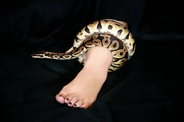 Leg with Royal Python snake. Ball Python slithering and crawling around female leg and foot on black bed. Exotic tropical cold blooded reptile animal, non poisonous Python regius species of snake. — Stock Photo, Image
