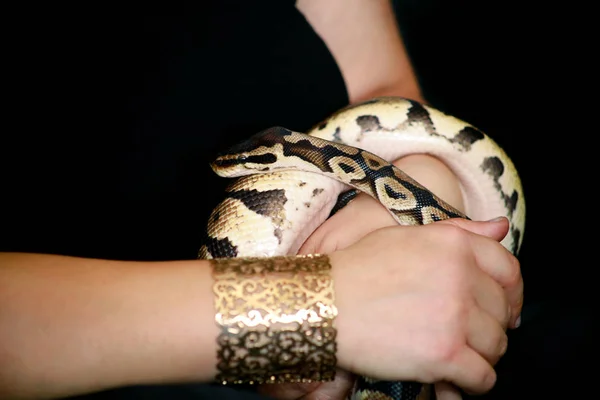 Manos femeninas con serpiente real Python. Mujer sostiene bola Python serpiente en las manos con joyas. Reptil exótico tropical de sangre fría, Python regius, especie no venenosa de serpiente. Mascotas concepto hogar . —  Fotos de Stock