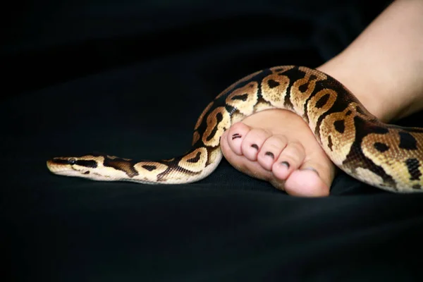 Cobra no ombro feminino e costas, parte mulher corpo nu. Boa constritor não venenoso serpente deslizando e rastejando por mulher para trás, ombro, tatuagem. Animal exótico de réptil tropical de sangue frio . — Fotografia de Stock