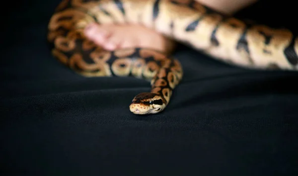 Serpente su spalla e schiena femminili, parte donna corpo nudo. Boa non velenoso costrittore serpente strisciando e strisciando per donna schiena, spalla, tatuaggio. Rettile esotico tropicale a sangue freddo animale . — Foto Stock