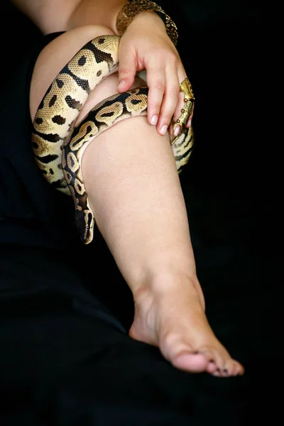 Jambe avec serpent royal Python. Balle Python glissant et rampant autour de la jambe et du pied féminins sur lit noir. Reptile exotique tropical à sang froid, Python regius non toxique espèce de serpent . — Photo