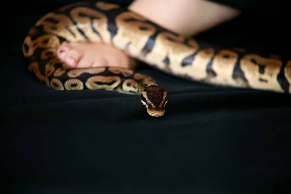 Serpiente en hombro y espalda femeninos, parte mujer cuerpo desnudo. Boa no venenosa serpiente constrictora deslizándose y arrastrándose por mujer espalda, hombro, tatuaje. Reptil exótico tropical de sangre fría . — Foto de Stock