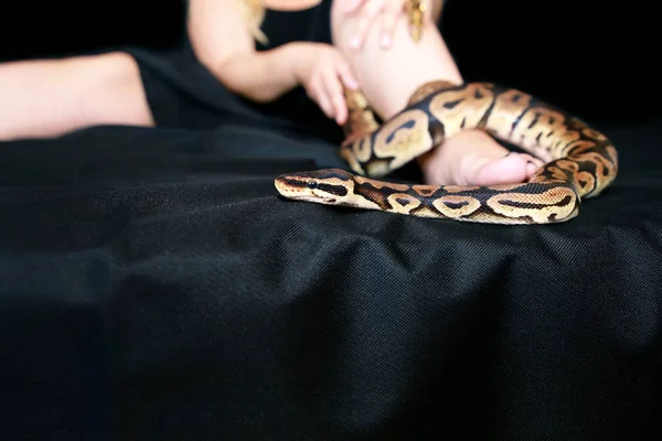 Serpiente en hombro y espalda femeninos, parte mujer cuerpo desnudo. Boa no venenosa serpiente constrictora deslizándose y arrastrándose por mujer espalda, hombro, tatuaje. Reptil exótico tropical de sangre fría . —  Fotos de Stock