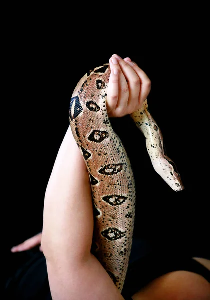 Mano femminile con serpente, parte corpo femminile da vicino. La donna tiene in mano il serpente costrittore Boa. Rettile esotico tropicale a sangue freddo. Boa costrictor specie non velenose di serpente. Concetto animale . — Foto Stock