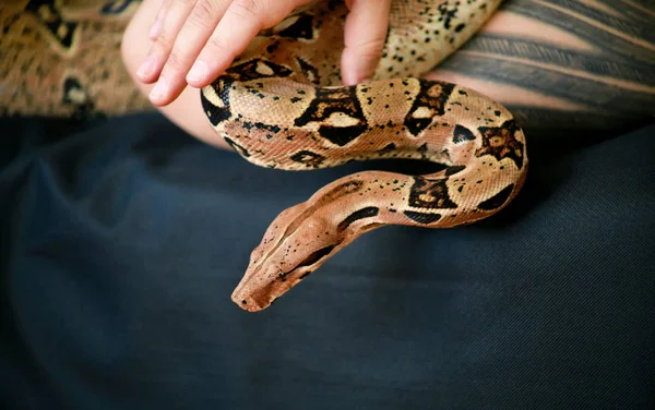 Female hand with snake, part woman body close up. Woman holds Boa constrictor snake in hand. Exotic tropical cold blooded reptile animal. Boa constrictor non poisonous species of snake. Pet concept. — Stock Photo, Image