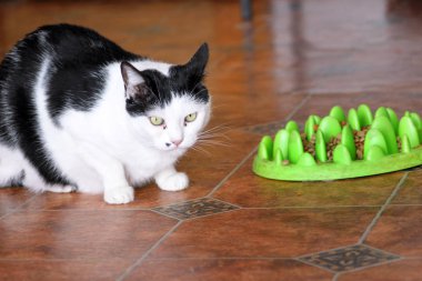 Sevimli siyah ve beyaz kedi yeme Portresi evin oturma odasında kedi için gıda pelet formu yeşil kase. Evcil hayvan dükkanı. Kedi maması için farklı malzemeler. Evde hayvanların hayatı. Evcil hayvan konsepti.