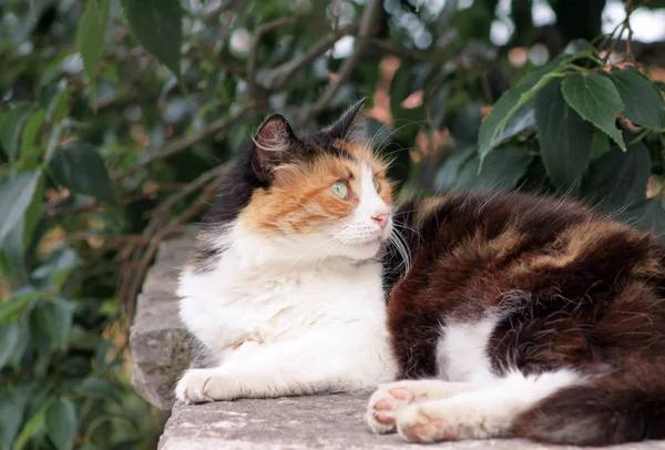 Retrato de lindo gato multicolor doméstico disfrutando y descansando en la pared de piedra compuesto de jardín en buen día soleado y hermoso entorno natural con vegetación verde. Gato feliz y vida de mascota . — Foto de Stock