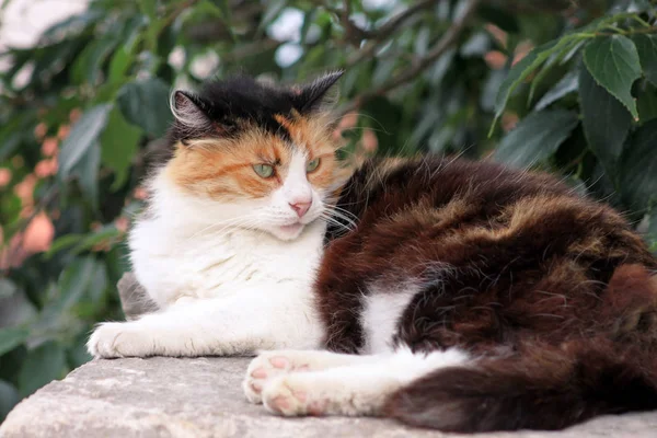 Retrato de lindo gato multicolor doméstico disfrutando y descansando en la pared de piedra compuesto de jardín en buen día soleado y hermoso entorno natural con vegetación verde. Gato feliz y vida de mascota . — Foto de Stock