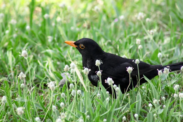 Madár KOS vagy madár Turdus Interware állva fű gyep természetes környezetben zöld növényzet keres ételt. Közönséges Rigó, Merle noir (Turdus merula) vagy madár KOS van fajok-ból menyasszony. — Stock Fotó