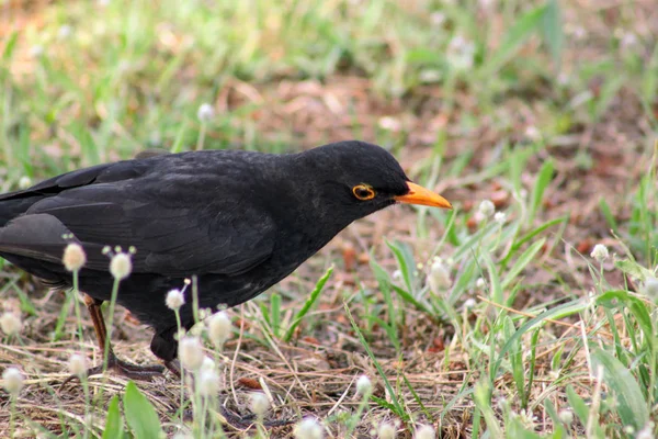 Madár KOS vagy madár Turdus Interware állva fű gyep természetes környezetben zöld növényzet keres ételt. Közönséges Rigó, Merle noir (Turdus merula) vagy madár KOS van fajok-ból menyasszony. — Stock Fotó