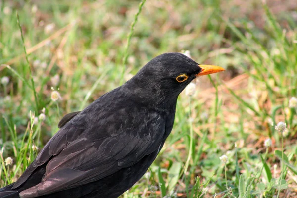 Madár KOS vagy madár Turdus Interware állva fű gyep természetes környezetben zöld növényzet keres ételt. Közönséges Rigó, Merle noir (Turdus merula) vagy madár KOS van fajok-ból menyasszony. — Stock Fotó