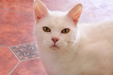 Evdeki tatlı beyaz kedi portresi. Sevimli güzel beyaz kedi keyfini yakın görünümü, dinlenir ve evin oturma odasında kamera önünde poz. Evcil hayvan, evcil hayvan konsepti. Kedinin mutlu hayatı.