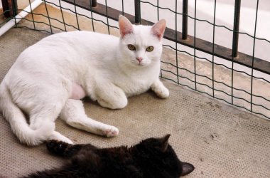 Evin balkonunda iki tatlı kedi. Sevimli ve sevgili beyaz ve siyah kadın kedi dinlenir, sahiptir ve dairenin balkonunda uyur. Evcil hayvanlar, evcil hayvan konsepti. Evde hayvanların mutlu yaşam.